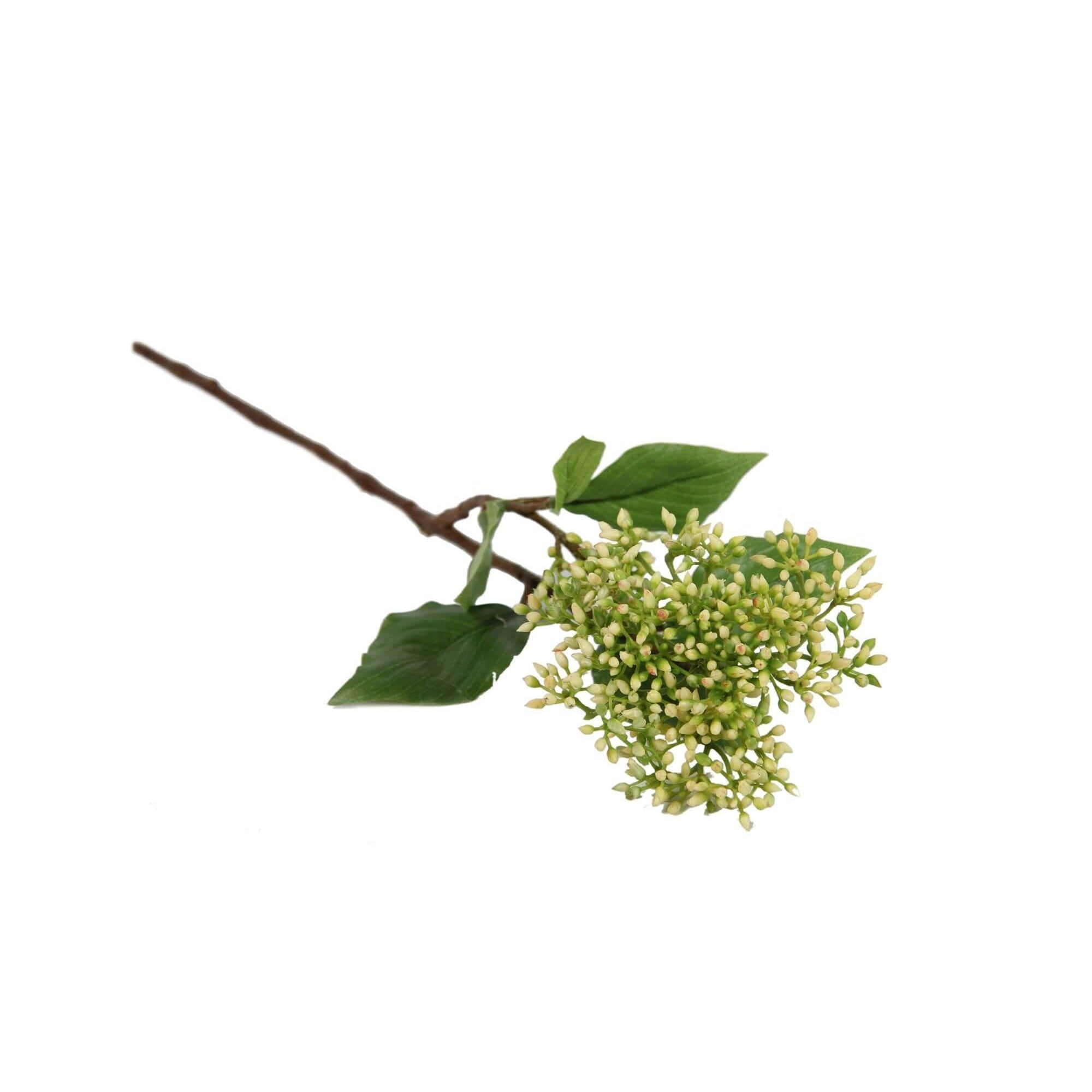 Countryfield Cornus Cibil wit