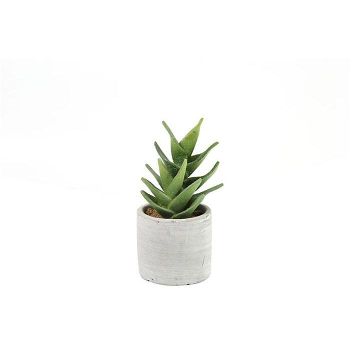 Countryfield Aloe vera in pot Kaylei S groen