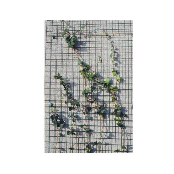 Giardino Bologna draadpaneel 5 x 5cm x 150cm x 40cm RAL 6005 groen