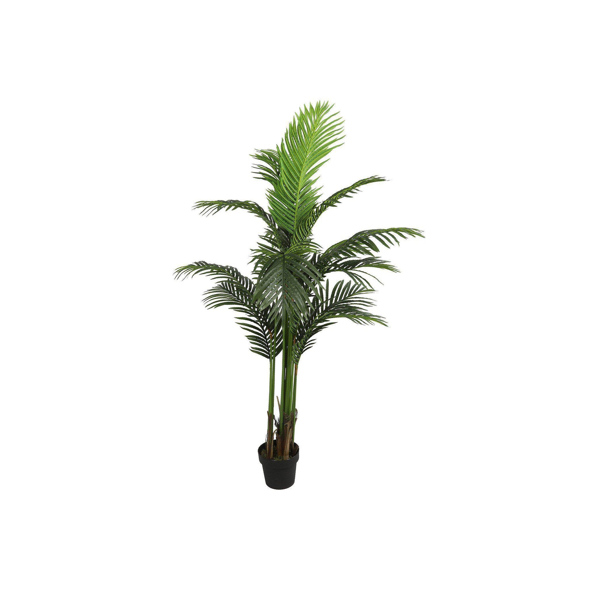 Areca L groen